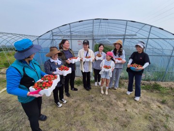 광주 북구, 지역 대표 특산물 ‘지산딸기 수확 체험행사’ 진행  