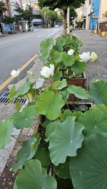 순천시 장천동 이수로, 연꽃정원 작은 명소로 조성 