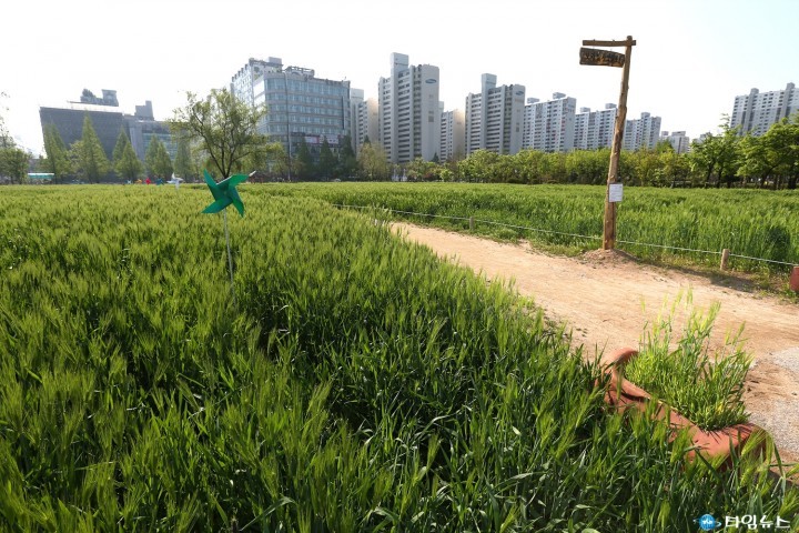 초록물결 넘실대는 보리밭으로 놀러오세요