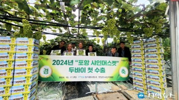 포항 올해 첫 수확한 샤인머스켓, 중동 두바이 수출 상차