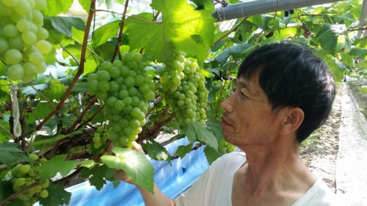 완주군, 전국 최초 “캠벨, 청포도” 출하