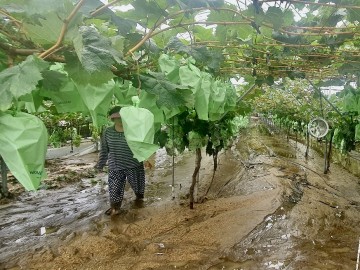 김천시. 기술지원과, 집중호우 피해 농가 현장 기술 지원