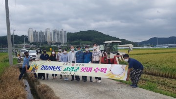 올해 풍년의 시작~ 고령군 벼 첫 수확
