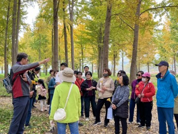 고령 은행나무숲 가을 나들이, 가을 낭만 물씬 풍기며 성황리에 개최