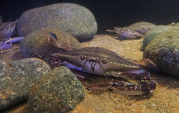 전남해양수산과학관, 특별전시로 새로운 볼거리 선보여