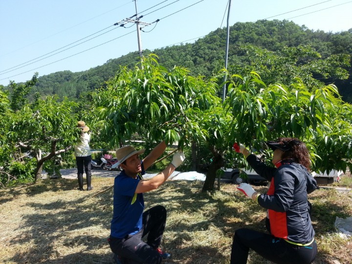 강구면사무소, 농촌일손 돕기 시간 가져