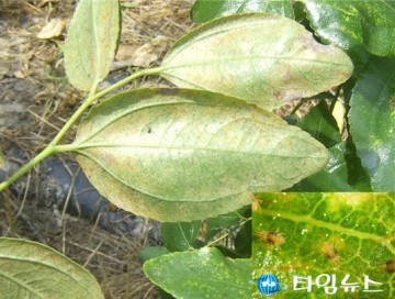  충청북도농업기술원 대추과원, 고온으로 인한 응애 피해 우려