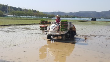 달성군, 대구지역 첫 모내기
