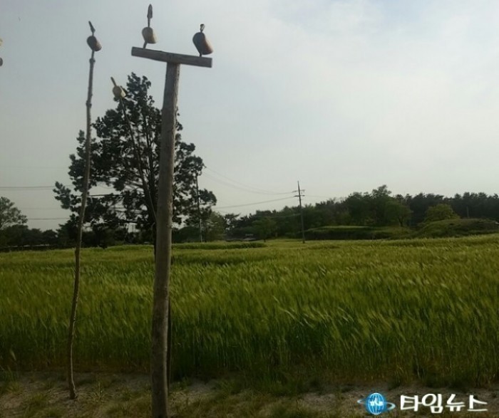 경주시 문화재 철거지역 쪽샘지구에 청보리 활짝