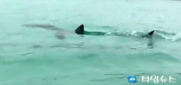 제주 함덕해수욕장 상어 출현...입욕 통제