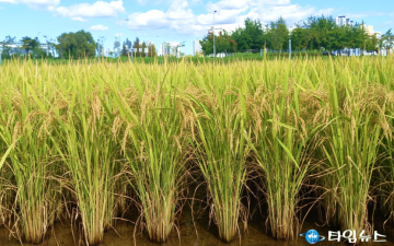 충주시, 지역 대표 쌀 품종 ‘중원진미’ 개발 완료