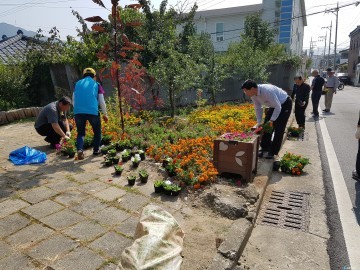충주 사과나무이야기길 가을꽃으로 화사하게 단장