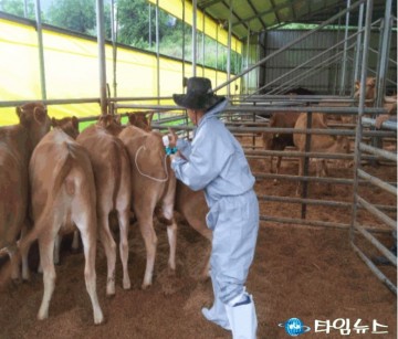안동시, 제27차 구제역 백신 정기예방접종 실시