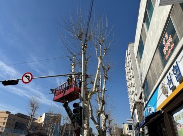 대전 중구, 가로수 전정 추진…‘닭발 전정’ 지양