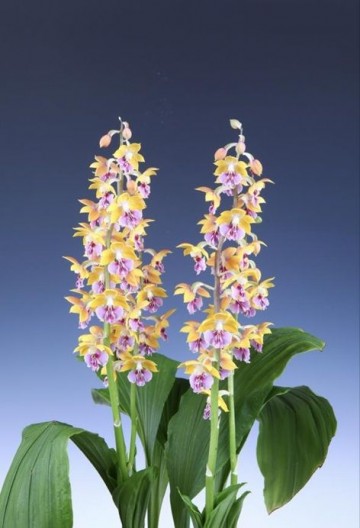 신안군, ‘2026 전국새우란(蘭)대전’ 개최  