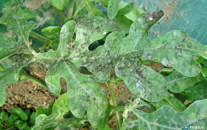 “기온 오르자 진딧물 비상”... 충북농기원, 시설수박 적기 방제 당부