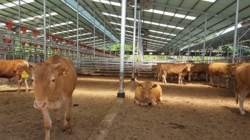영주시, 한우, 육우 농가 대상 'FTA피해보전직불금' 신청 접수