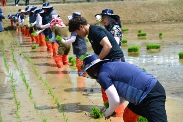 제천시 전통모내기방식 영농체험 실시