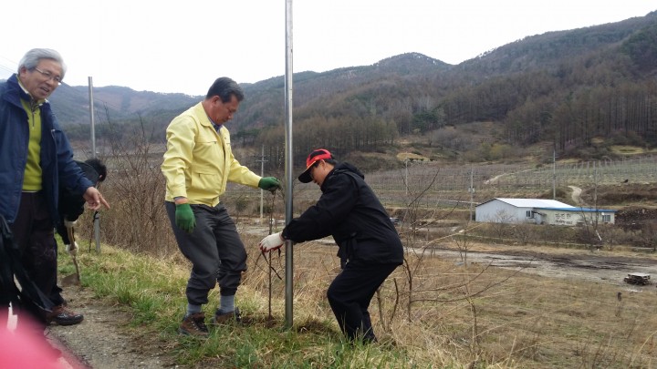 고제면, 꽃사과 가로수 식목행사와 국토대청결운동