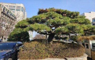 대전 유성구, 109년 유성호텔은 사라져도…소나무로 남는다