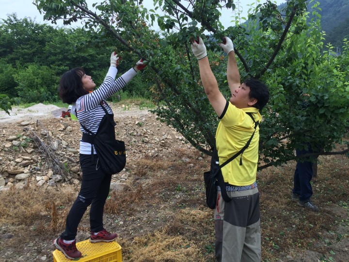 농협 전주완주시군지부, 매실 수확 농촌일손돕기