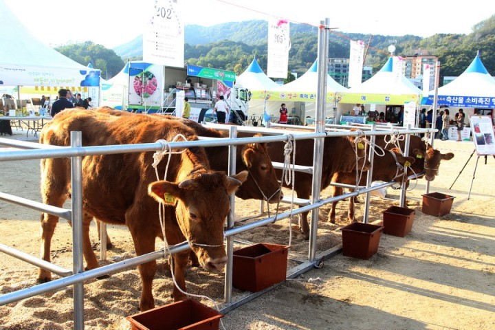  예천참우축제‘한우 경진대회’시상