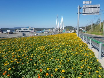 진도군, 365 꽃피는 진도 만들기 추진