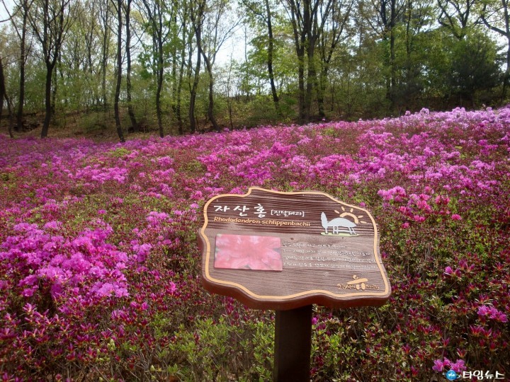 철쭉꽃과 함께하는 제16회 고리울선사문화제
