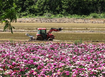 [포토] 절기 ‘소만’ 강진 들판
