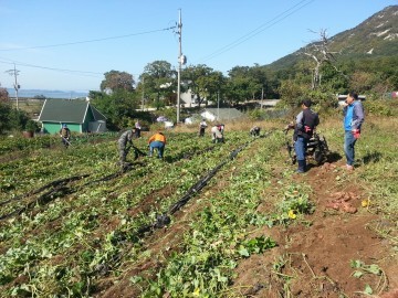 삼산면 주민자치위원회, 불우이웃돕기 고구마 캐기 행사