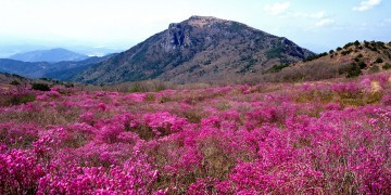 달성군, 제21회 비슬산참꽃문화제 개최