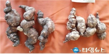 충북농기원  하수오 4배체‘대건(大建)’신품종 개발