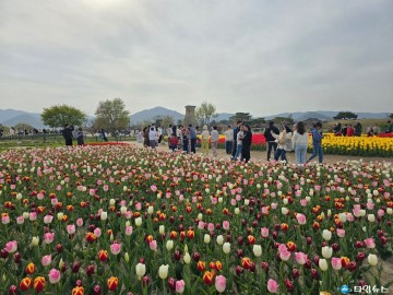 경주 주요 사적지, 튤립과 양귀비 등 봄꽃으로 만개