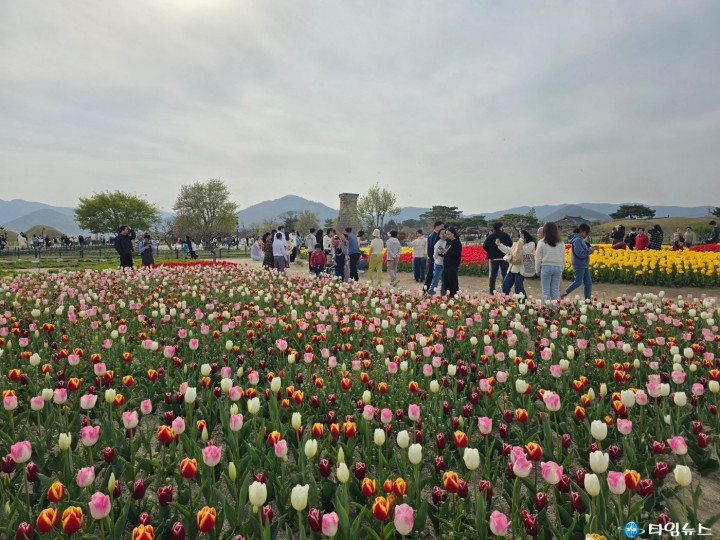 경주 주요 사적지, 튤립과 양귀비 등 봄꽃으로 만개