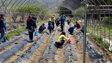 충북도 원예유통식품과, 휴일도 봉사활동으로 구슬땀