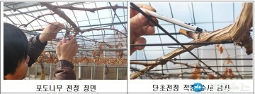 충북농기원, 포도 영농준비의 시작 올바른 전정 ‘중요’