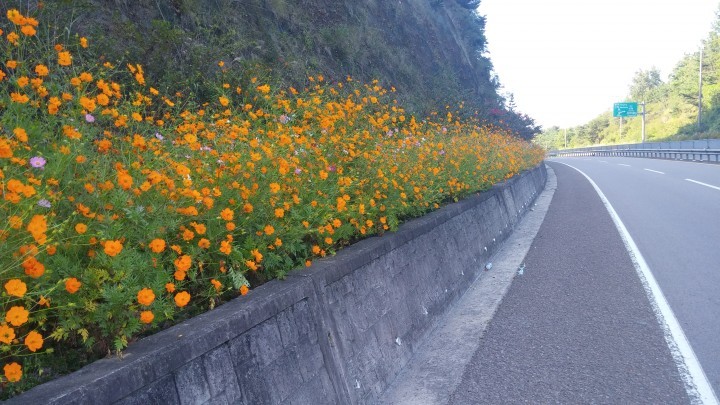 산청 신안면. 꽃길 조성