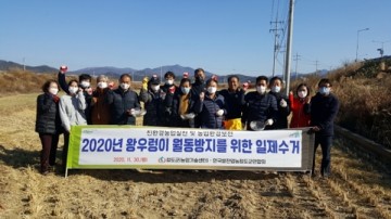 청도군  우렁이쌀생산 농가 '왕우렁이 월동방지' 일제 수거 실시