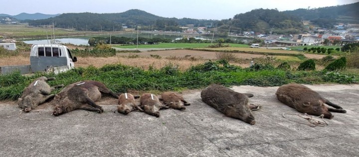 진도군, ‘유해야생동물 피해방지단’ 운영 