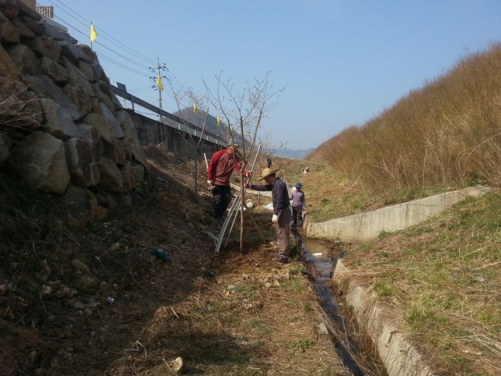  야촌마을 진입로변 벚나무 식재