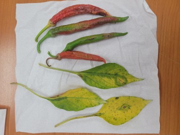 상주시, 고추, 참깨 등 고온기 철저한 관리와 방제 당부