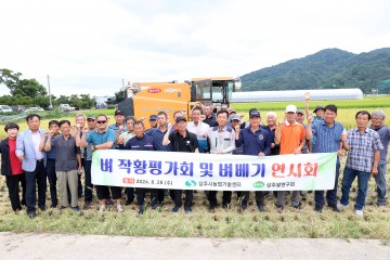 상주시, 첫 벼베기 연시, 작황 안정적!