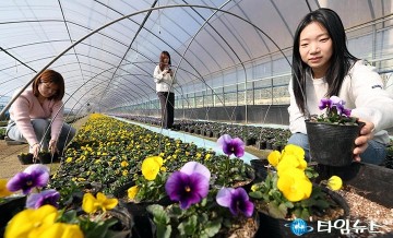 대전 동구, 봄꽃 7만7천 본 도심 식재