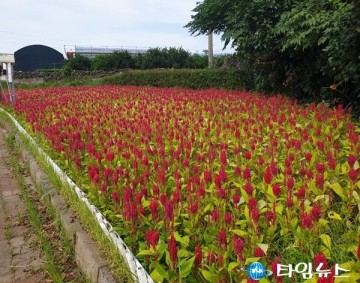 올해 주민참여 꽃길 조성 우수 읍·면·동 9곳 선정 된 제주