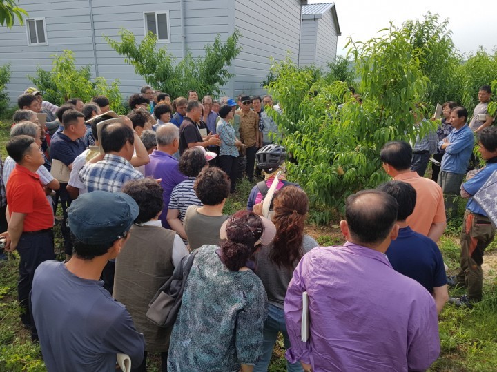 영주시농업기술센터 농산물 경쟁력 높이기 위한 품목별 상설교육(복숭아 재배)  실시