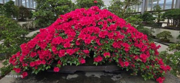 신안군, 1004섬 분재정원서 화려한 철쭉의 향연