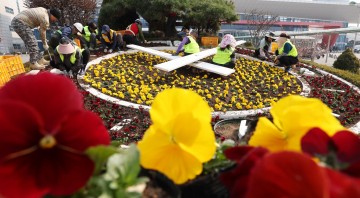 대전 동구, 대전역·복합터미널 봄꽃 1만5천 본 식재