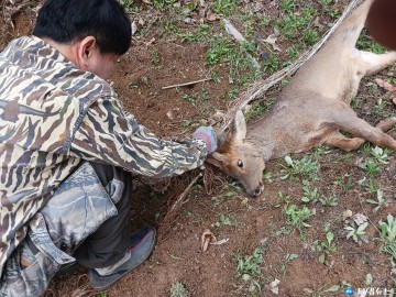 봉화군, 유해야생동물 피해방지단·포획기동대 활동 실시 …농작물 유해야생동물 피해 예방 총력
