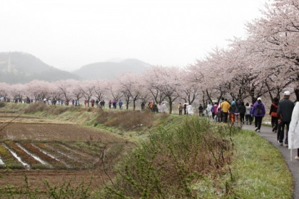 순천시, 서면 서천변 벚꽃길 조성 17주년 기념행사