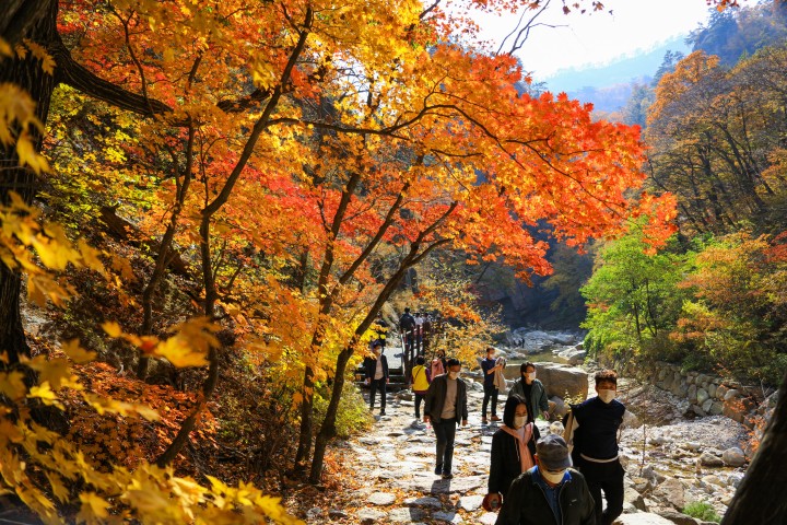 강원도, 단풍철 해외 국내 관광객 폭발적 증가 넘쳐나